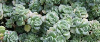 Снимка на Айхризон