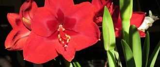 Амарилис