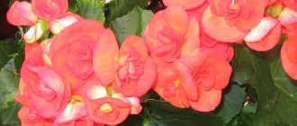 Снимка на Бегония Елатиор