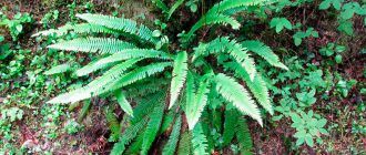 Снимка на Блехнум