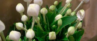 Снимка на Бувардия