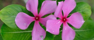 Снимка на катарантус