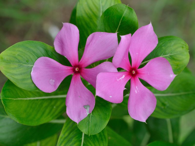 Как изглежда катарантусът? Снимка на катарантус