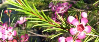 Снимка на хамелация