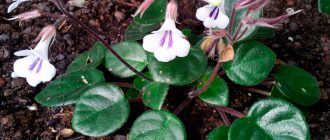 Снимка от Хирита