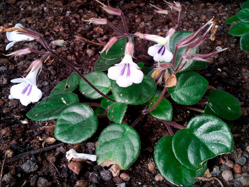 Как изглежда Хирита? Снимка от Хирита