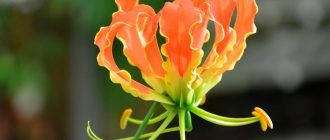 Снимка на Глориоза