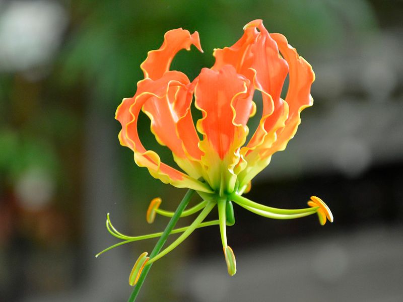 Глориоза от семейство Колхикум Снимка на Глориоза