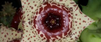 Снимка на Герния