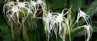 Снимка на Хименокалис