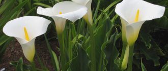 Градинска кала