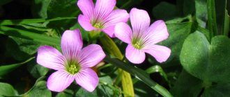 Снимка от Оксалис