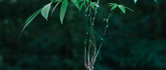 Пахира домашна