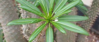 Снимка на Пахиподиум