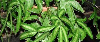 Снимка от Птерис