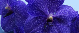Снимка на орхидеята Ванда