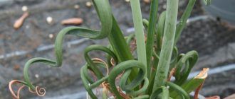 Албука спиралис