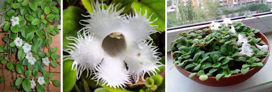 Нежно цвете Алсобия Алсобия