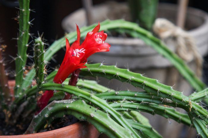 Апорокактус