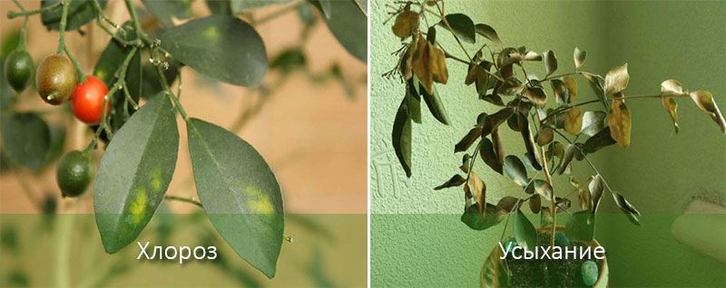 Болести по растенията Мюрейя