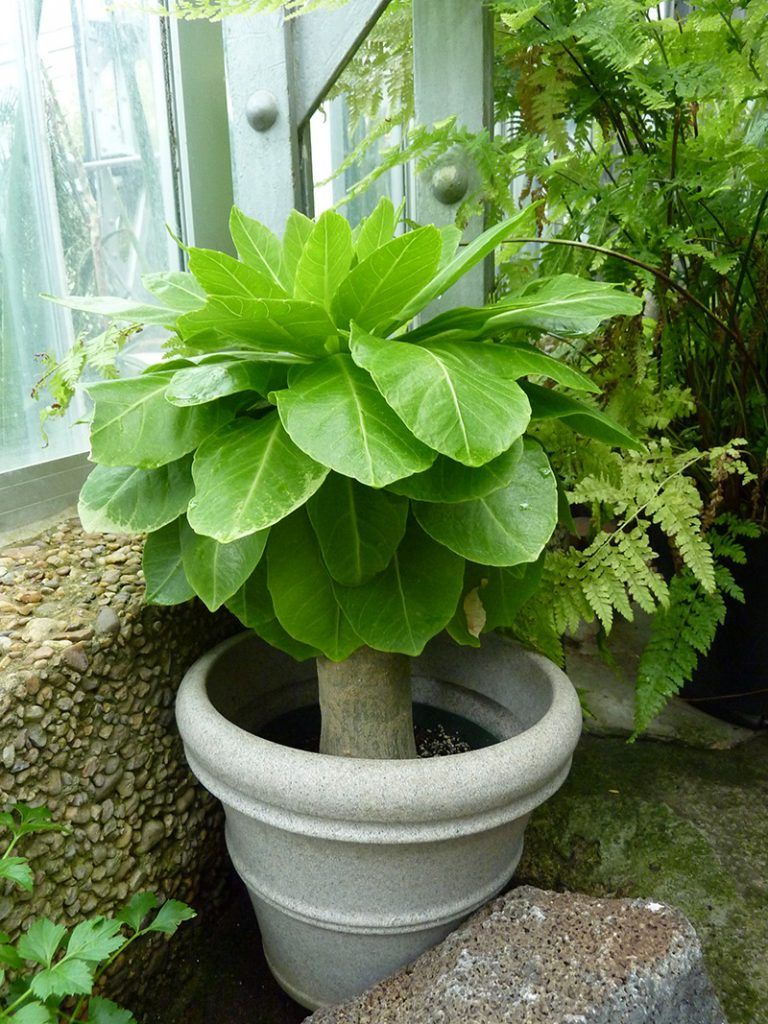 Растение Бригамия Бригамия