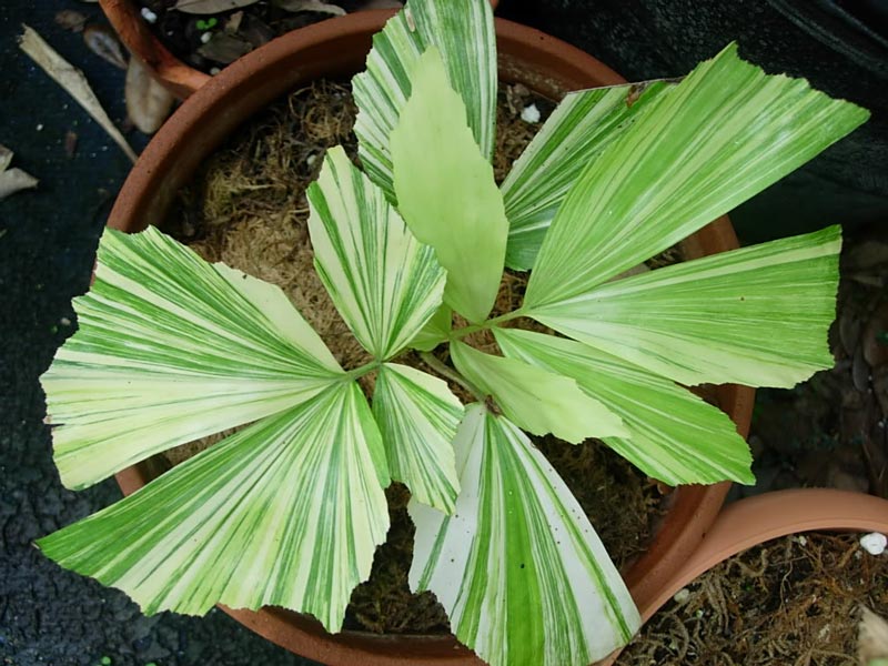 Палма Кариота Кариота