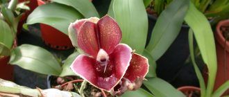 Снимка на катасетум