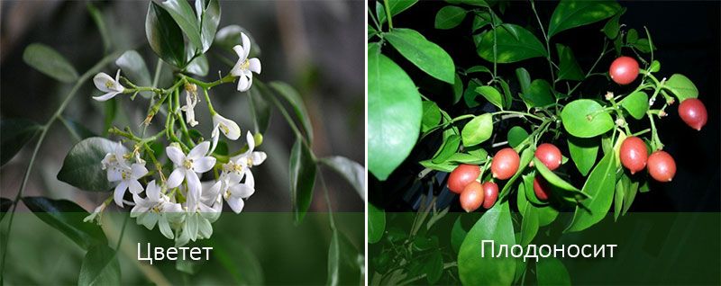 Мурея в разцвет Мюрейя