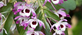 Дендробиум нобиле