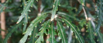 Дизиготека