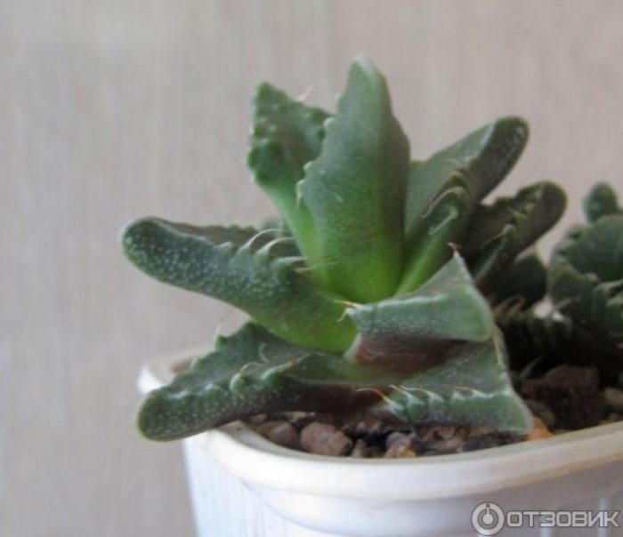 Фаукария в саксия