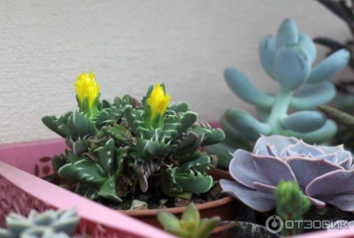 Сукулентна фаукария