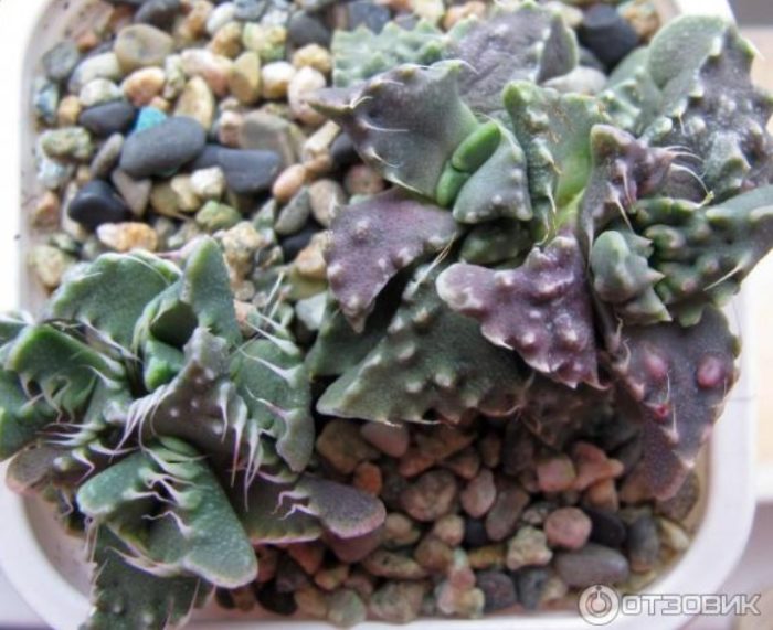 Сукулентна фаукария