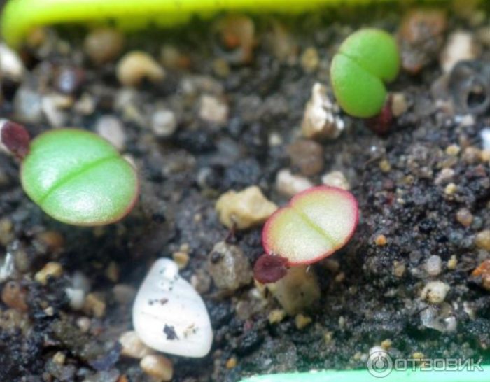 Кълнове от семена