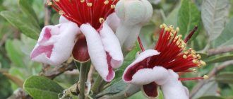 Цвете фейхоа