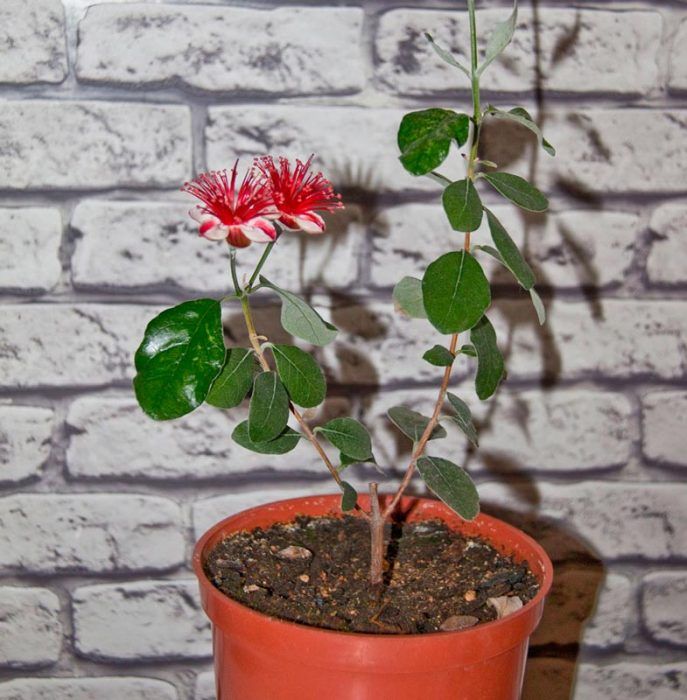 Фейхоа в саксия