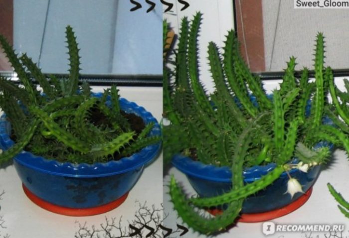 Хуернията не е бодлива