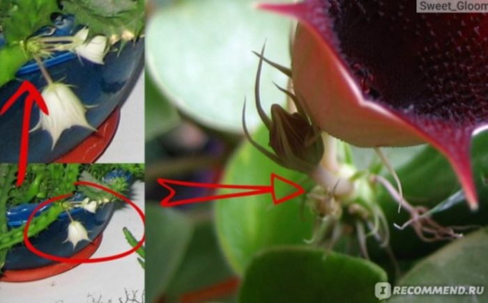 Пъпка на Хуерния