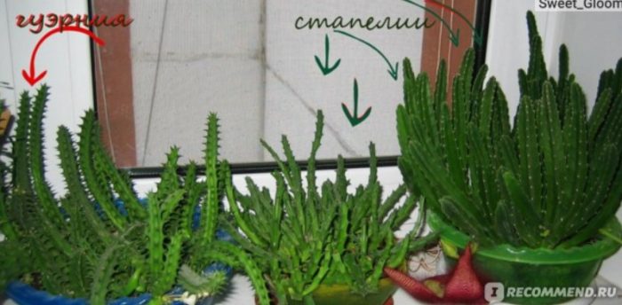 Сукуленти на перваза на прозореца