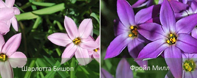 Шарлот Бишоп и Фройл Мил Разновидности на Ифейон