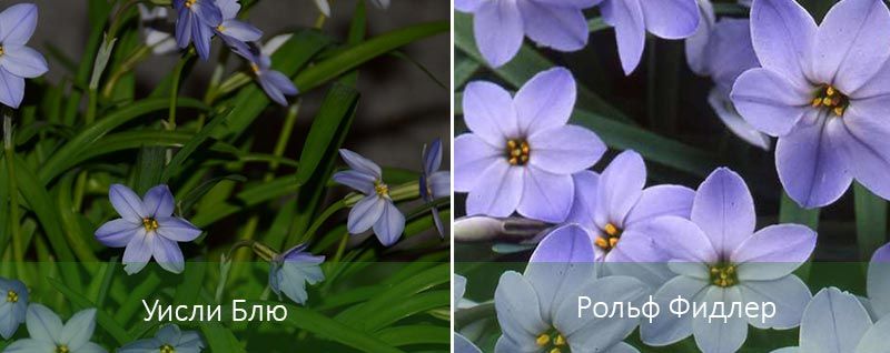 Уесли Блу и Ролф Фийдлър Разновидности на Ифейон