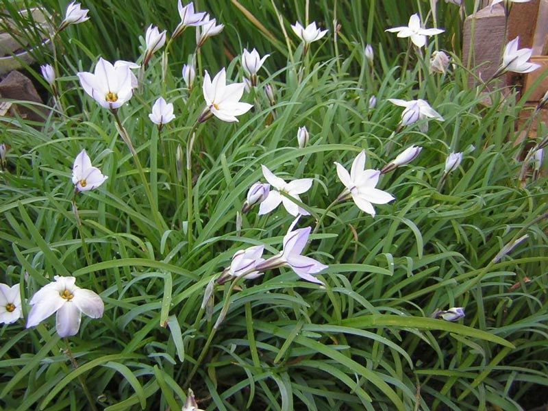 Луковичен Ифейон Ифейон