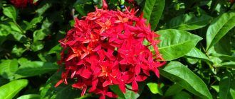 Цвете на Иксора