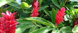 Джинджифил