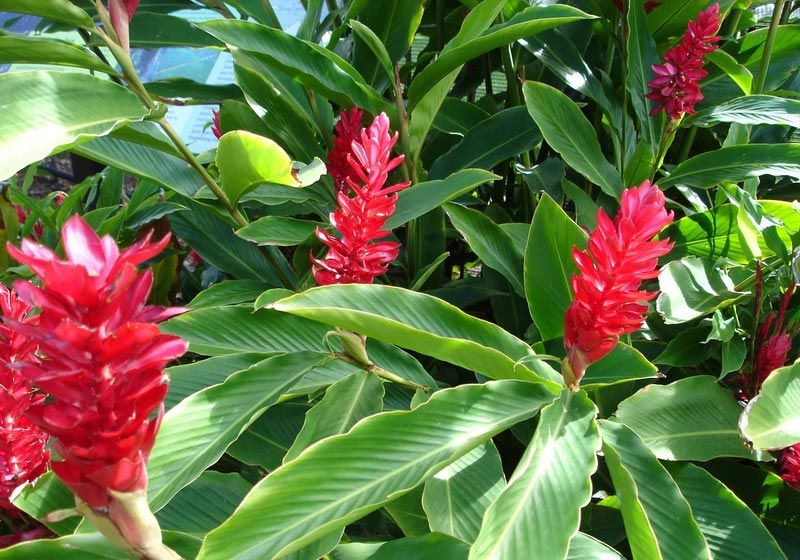 Джинджифилът цъфти Джинджифил