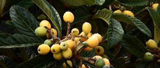 Мушмула в градината