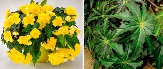 Грудкова бегония