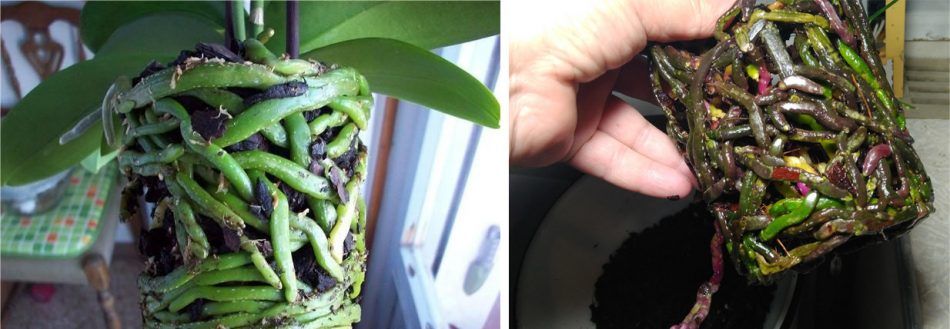 Коренна система на орхидеята