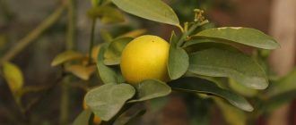 Вътрешен лимон