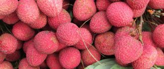 Китайска слива